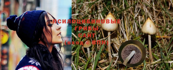 прущие грибы Зеленокумск